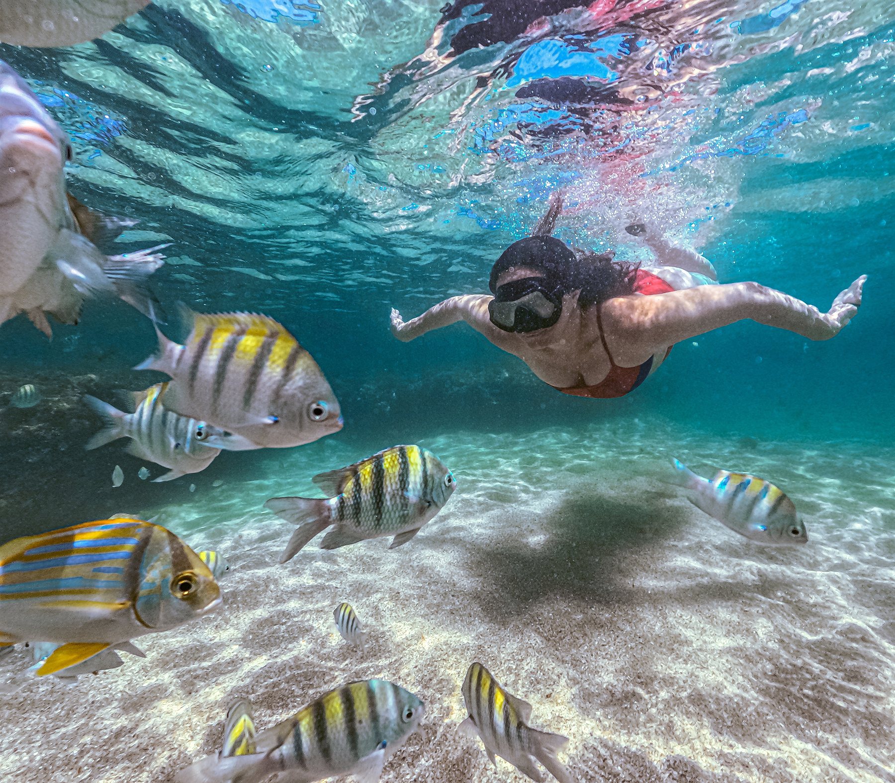 Mergulhador com máscara nadando entre cardumes de peixes-sargento nas piscinas naturais de Pajuçara